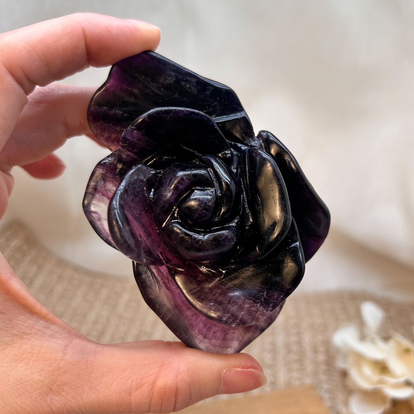 Lila Fluorit Blume / Rose