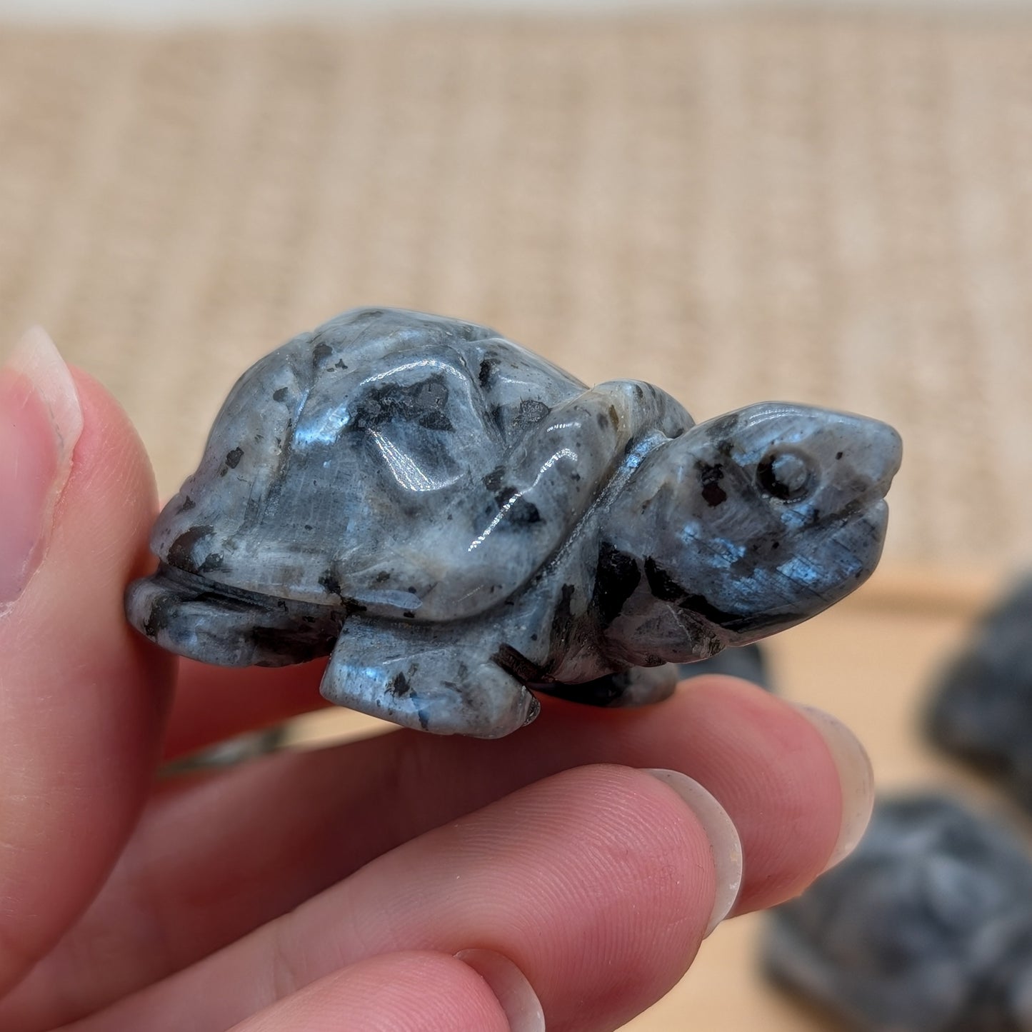 Larvikit Schildkröte