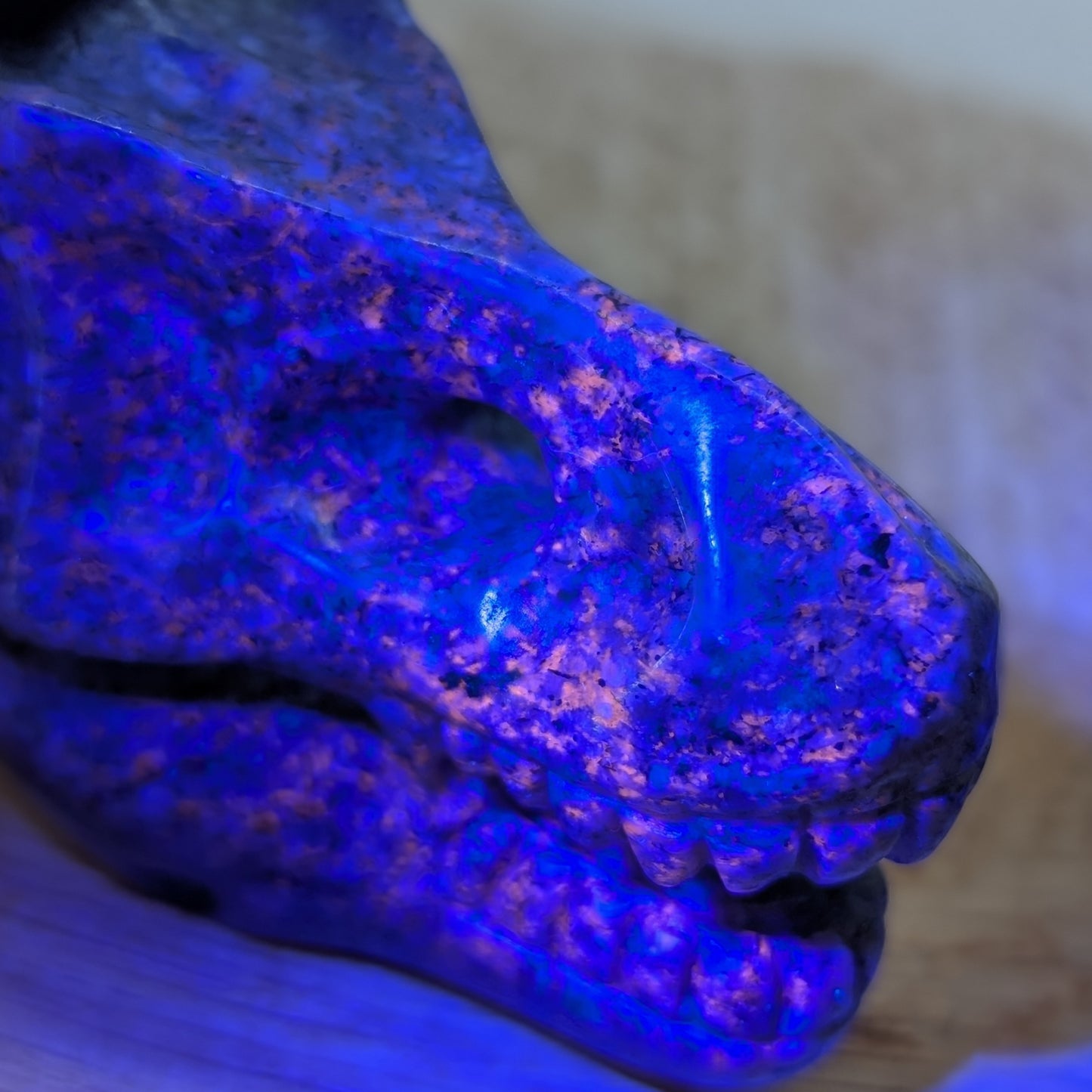 Yooperlit Dino Schädel