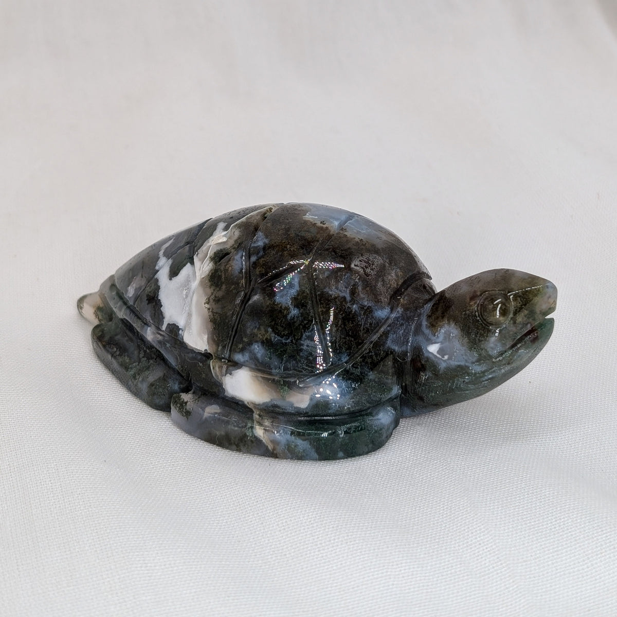 Moosachat Schildkröte [C]