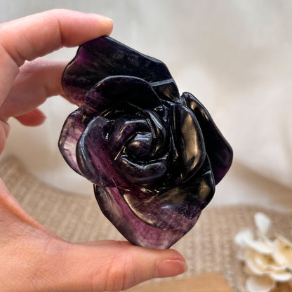 Lila Fluorit Blume / Rose