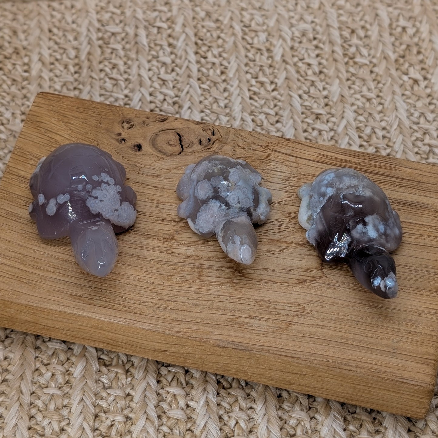 Blumenachat Schildkröte [A-C]