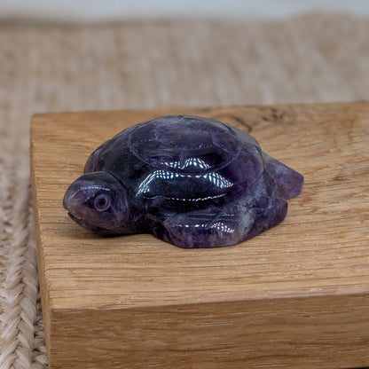 Amethyst Schildkröte [A+B]