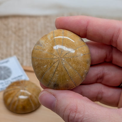 Fossiler Seeigel
