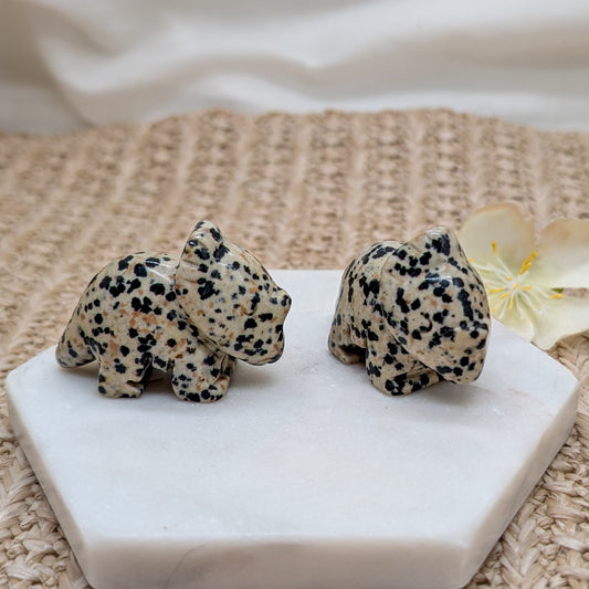 Dalmatinerjaspis Dino