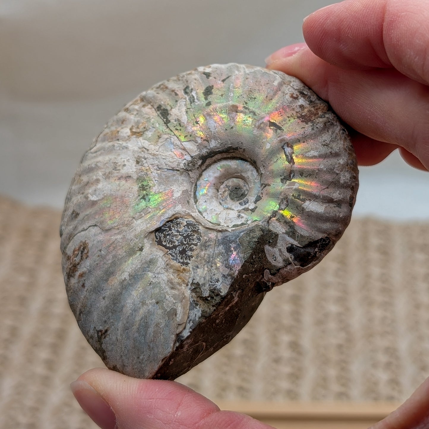 Ammonit opalisiert [TC]