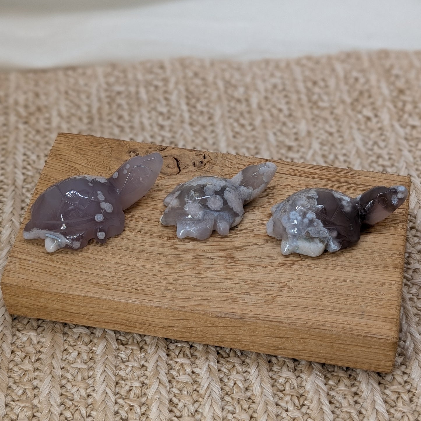 Blumenachat Schildkröte [A-C]