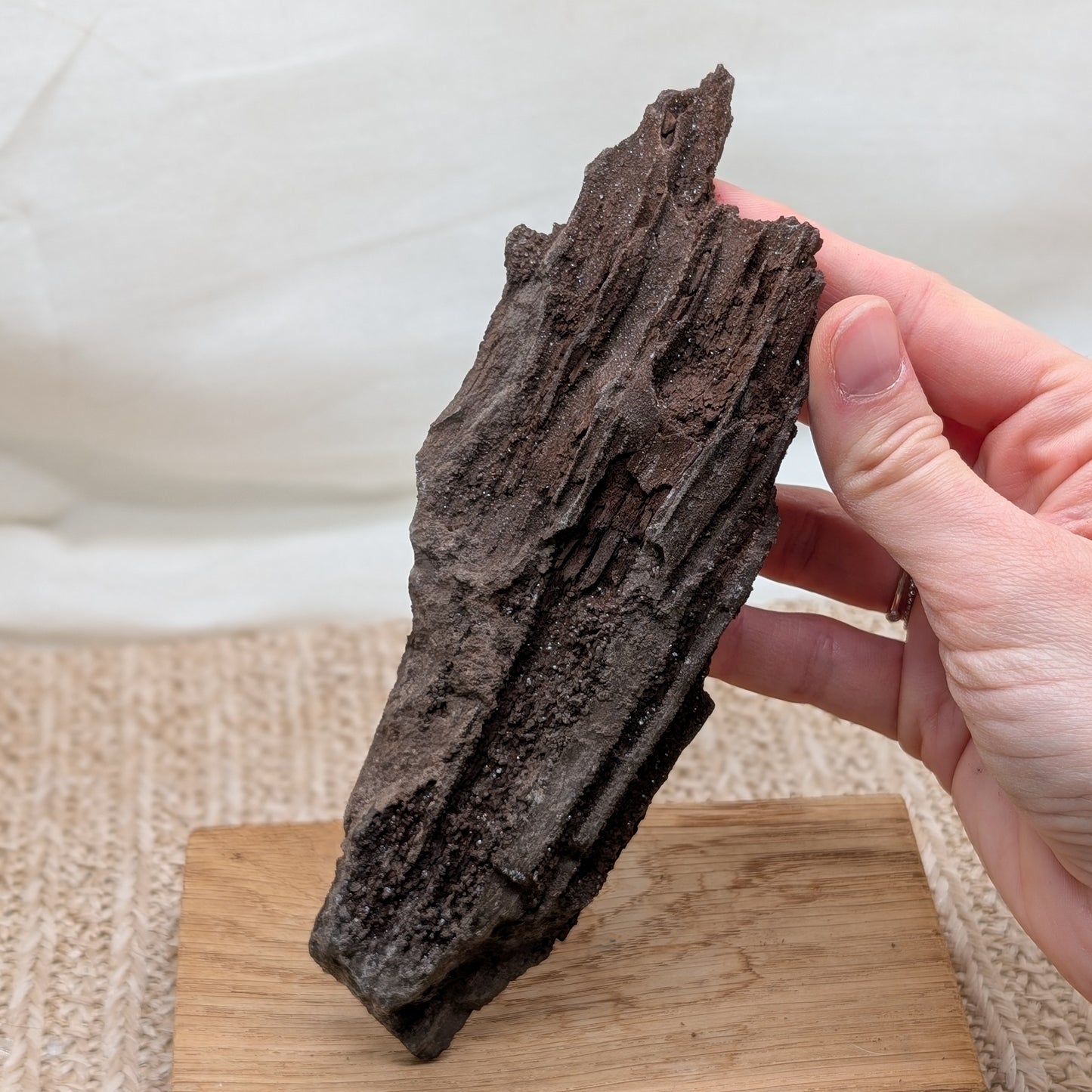 Feenholz / Permineralisiertes Holz [C]