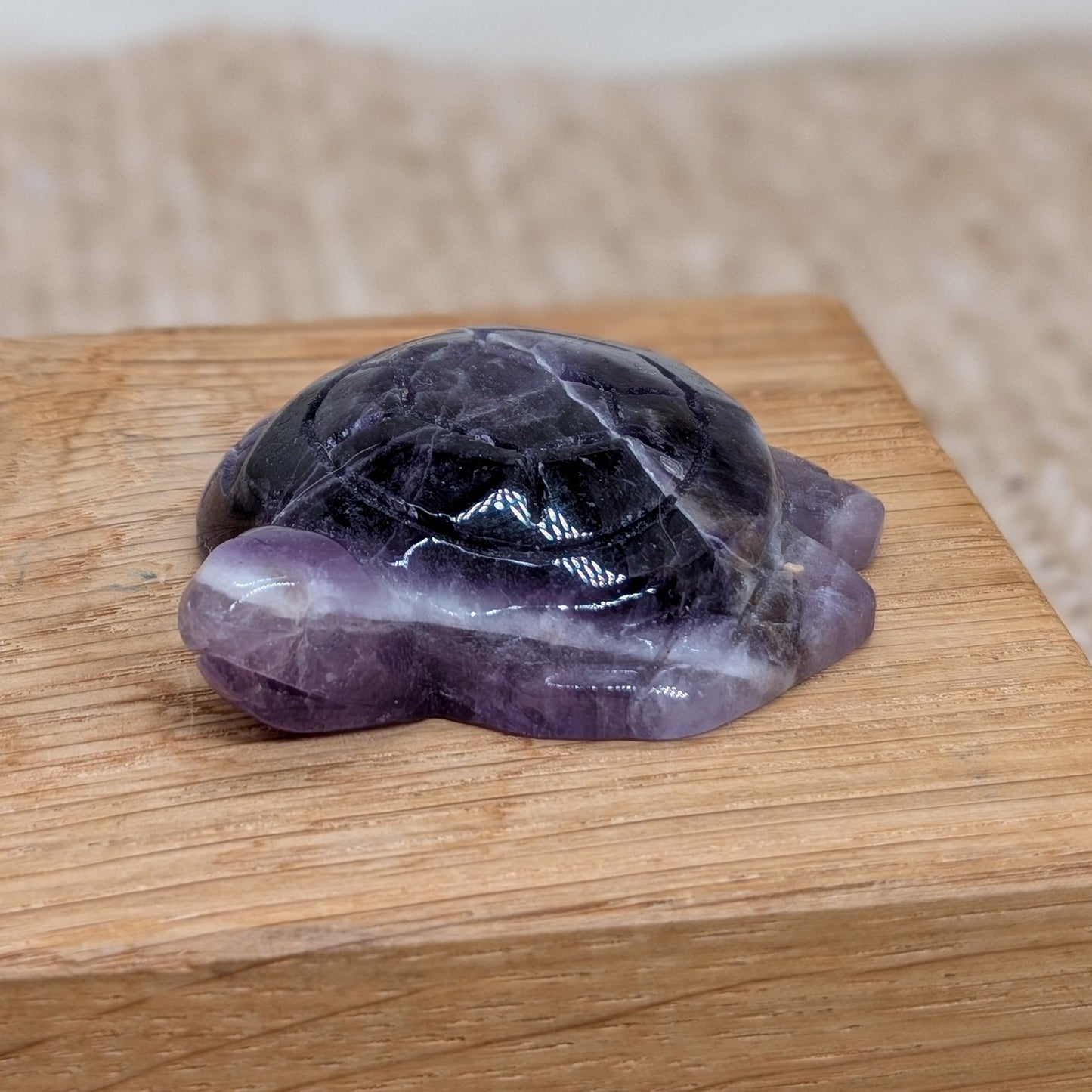 Amethyst Schildkröte [A+B]