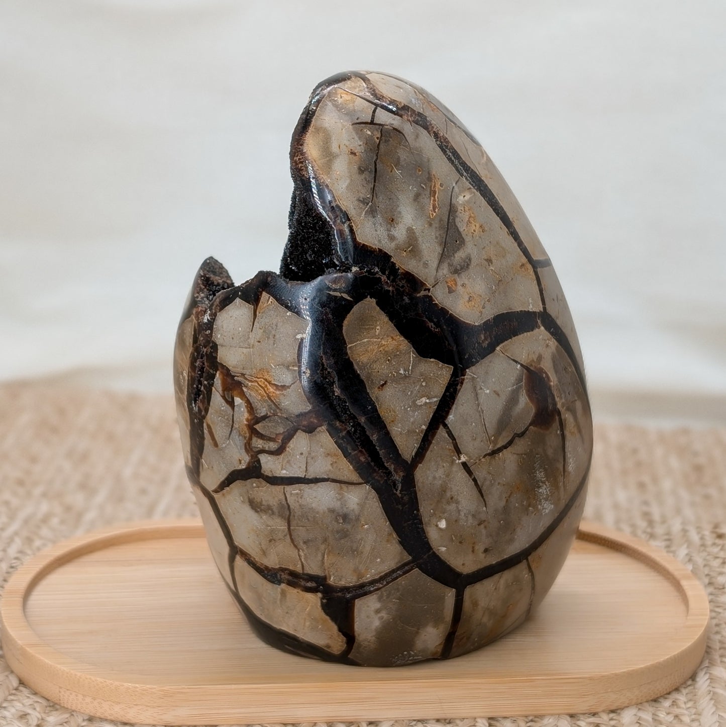 Septarien Rohstein / Dino Ei [S]