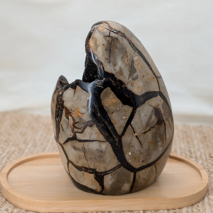 Septarien Rohstein / Dino Ei [S]