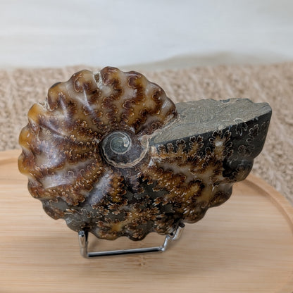 Ammonit geriffelt [CF]