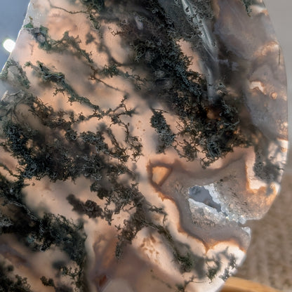 Moosachat Mond auf Ständer [MD]