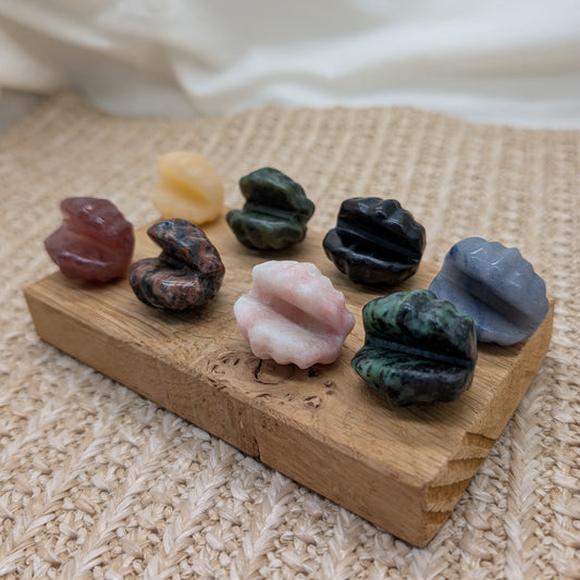 Kleine Muscheln (8 Varianten)