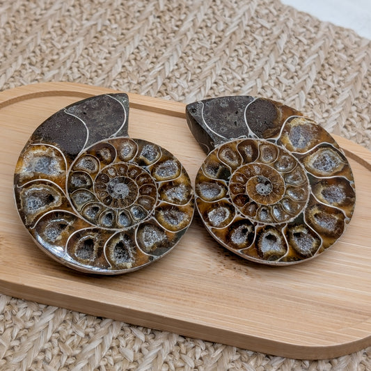 Ammonit Paar / halbiert [A1]