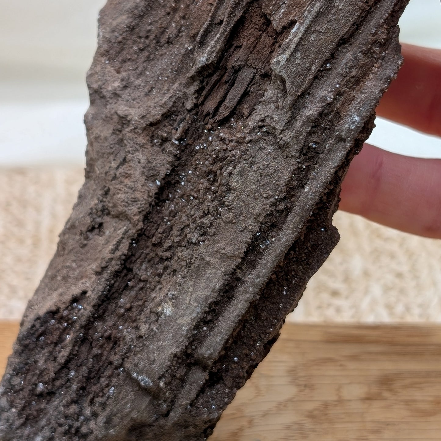 Feenholz / Permineralisiertes Holz [C]