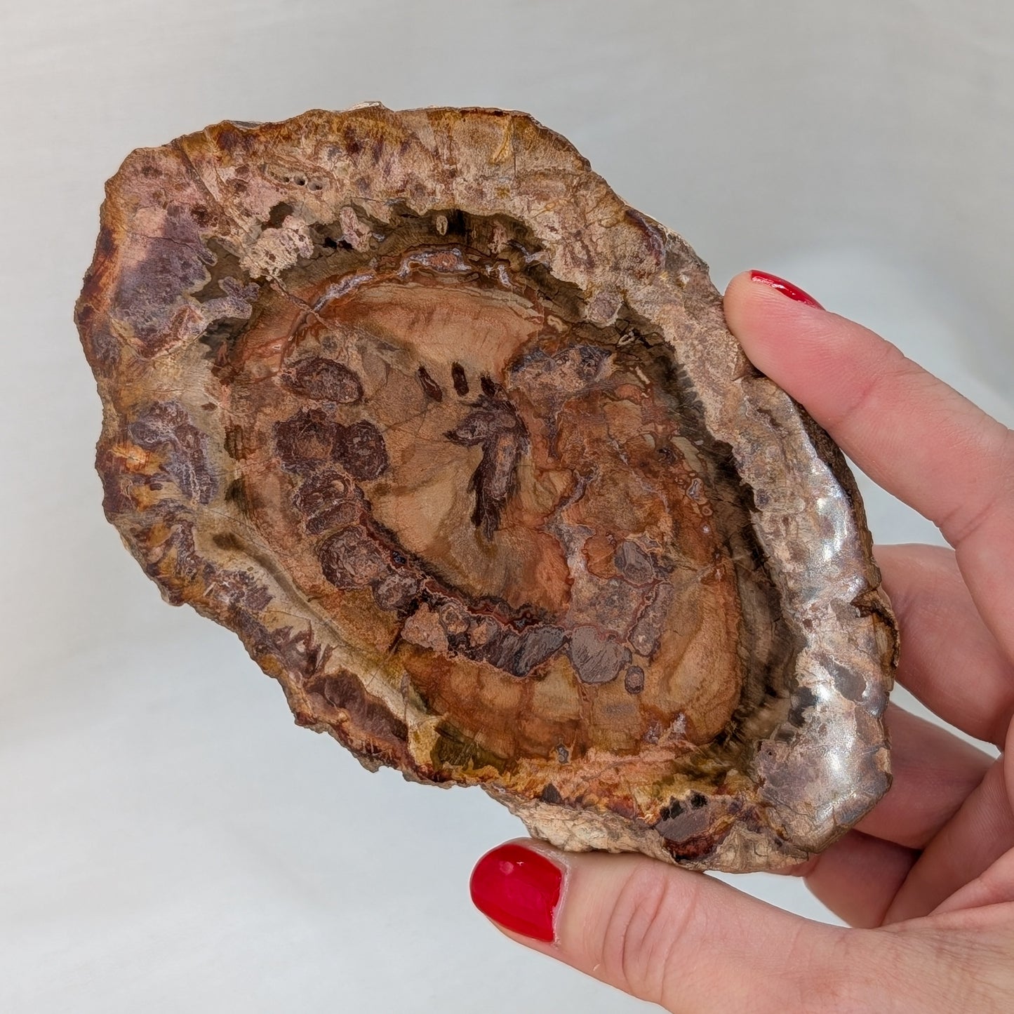 Versteinertes Holz Scheibe [VE]