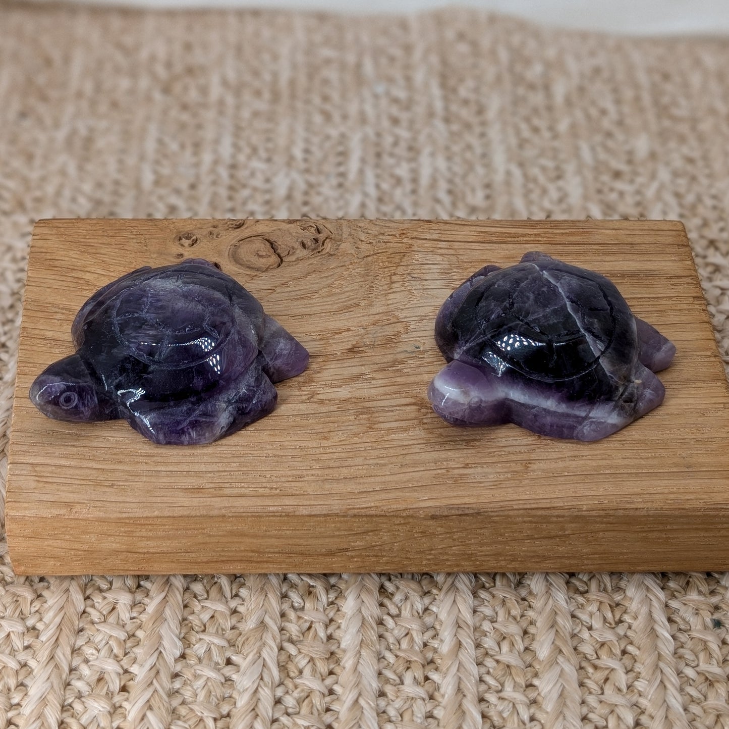 Amethyst Schildkröte [A+B]