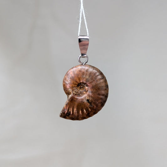 Ammonit Kettenanhänger, 925er Silber [B]