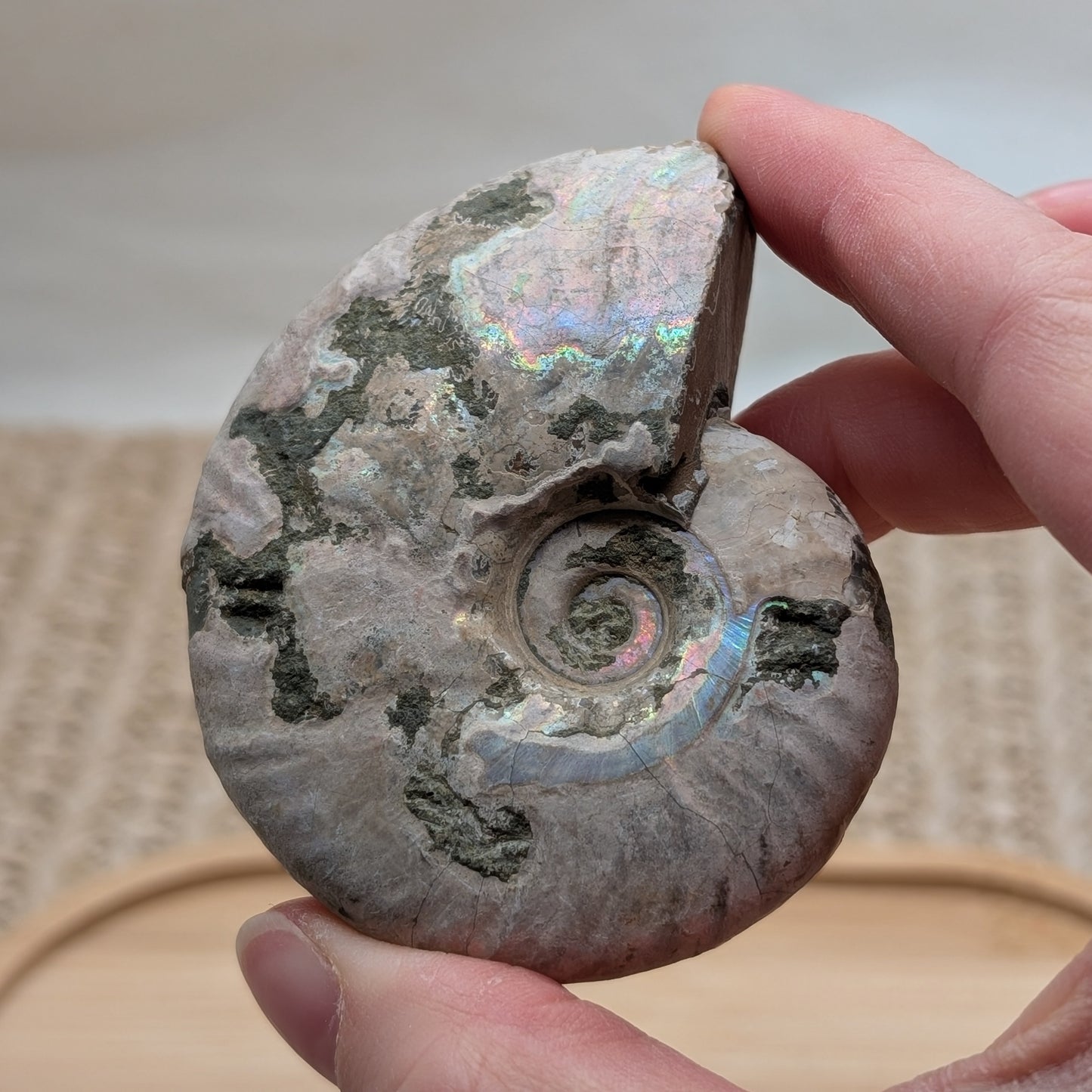 Ammonit opalisiert [D]