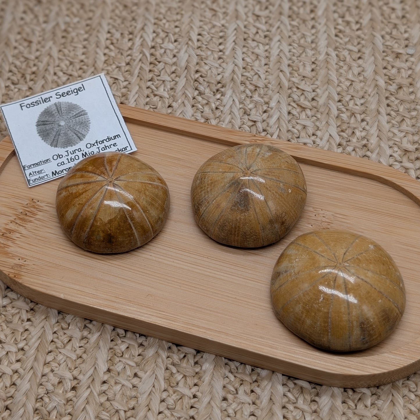 Fossiler Seeigel