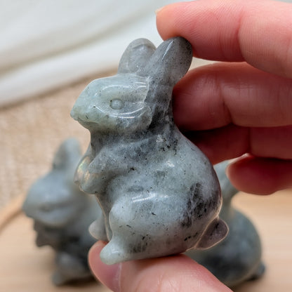 Labradorit Hase 🐰  [A-C]