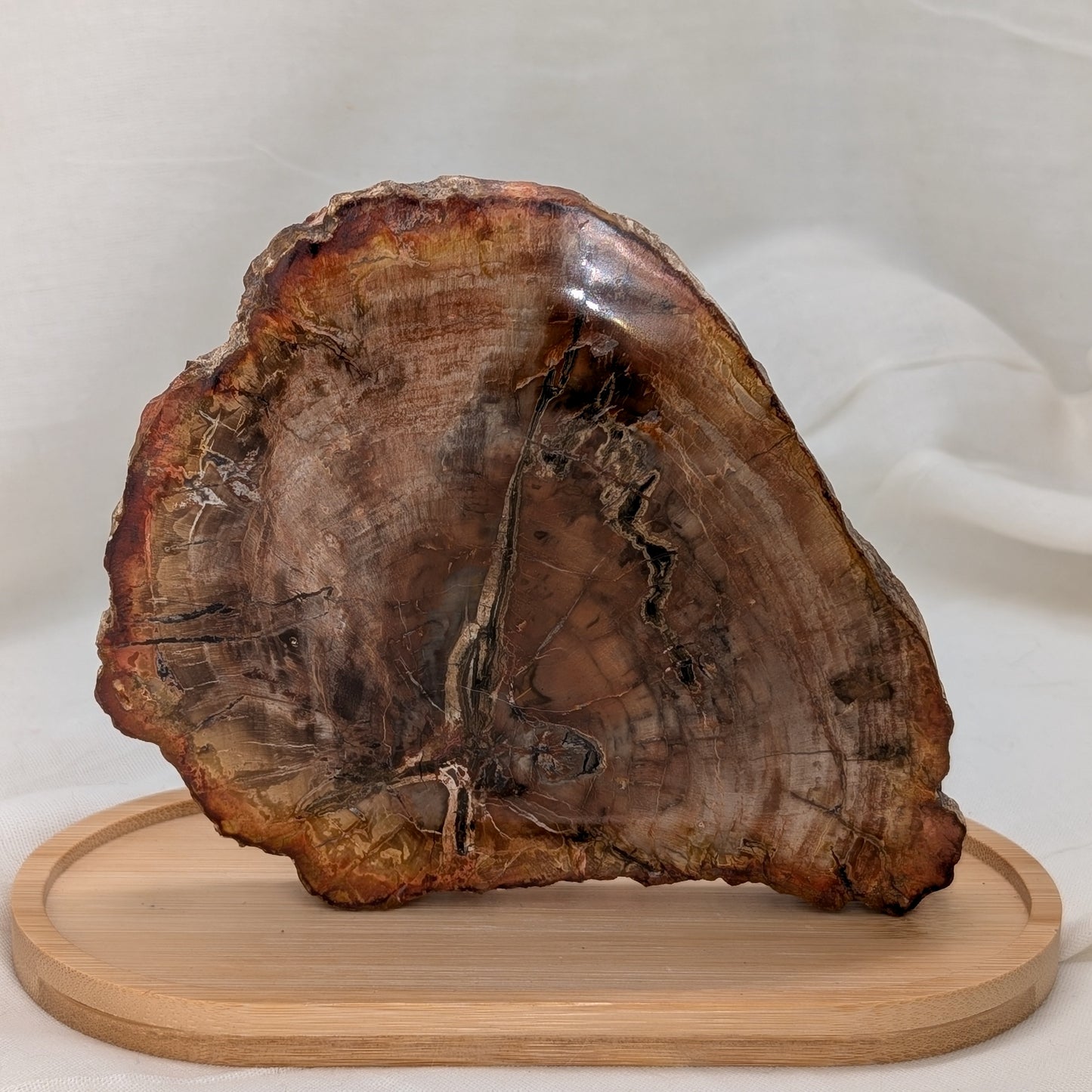 Versteinertes Holz Scheibe [VC]