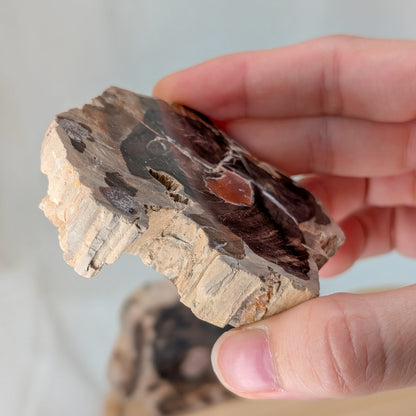 Versteinertes Holz Scheibe [A+B]