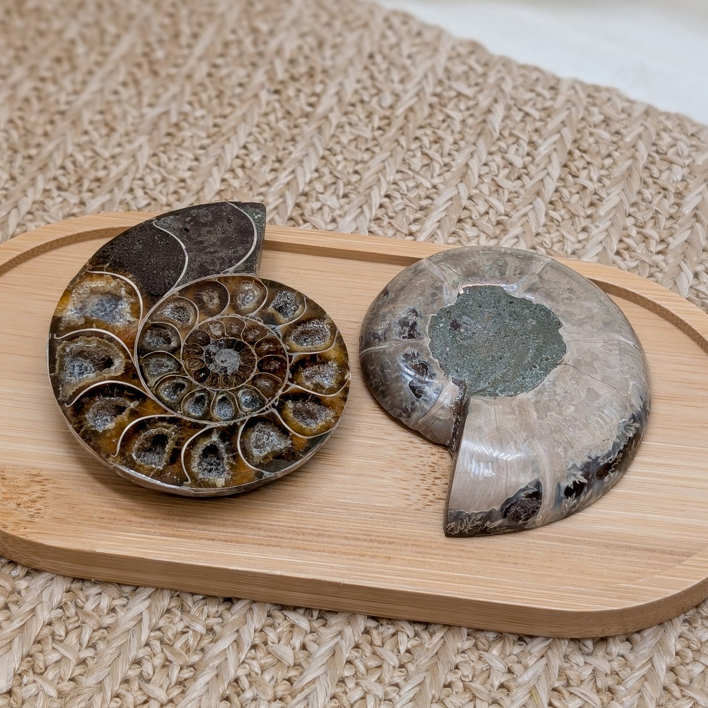 Ammonit Paar / halbiert [A1]