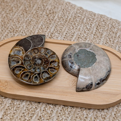 Ammonit Paar / halbiert [A1]