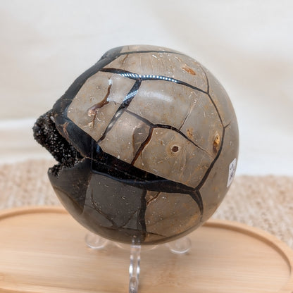 Große Septarien Kugel [S]