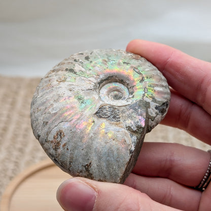 Ammonit opalisiert [TC]