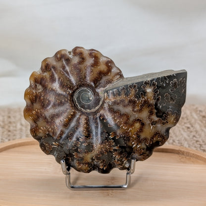 Ammonit geriffelt [CF]