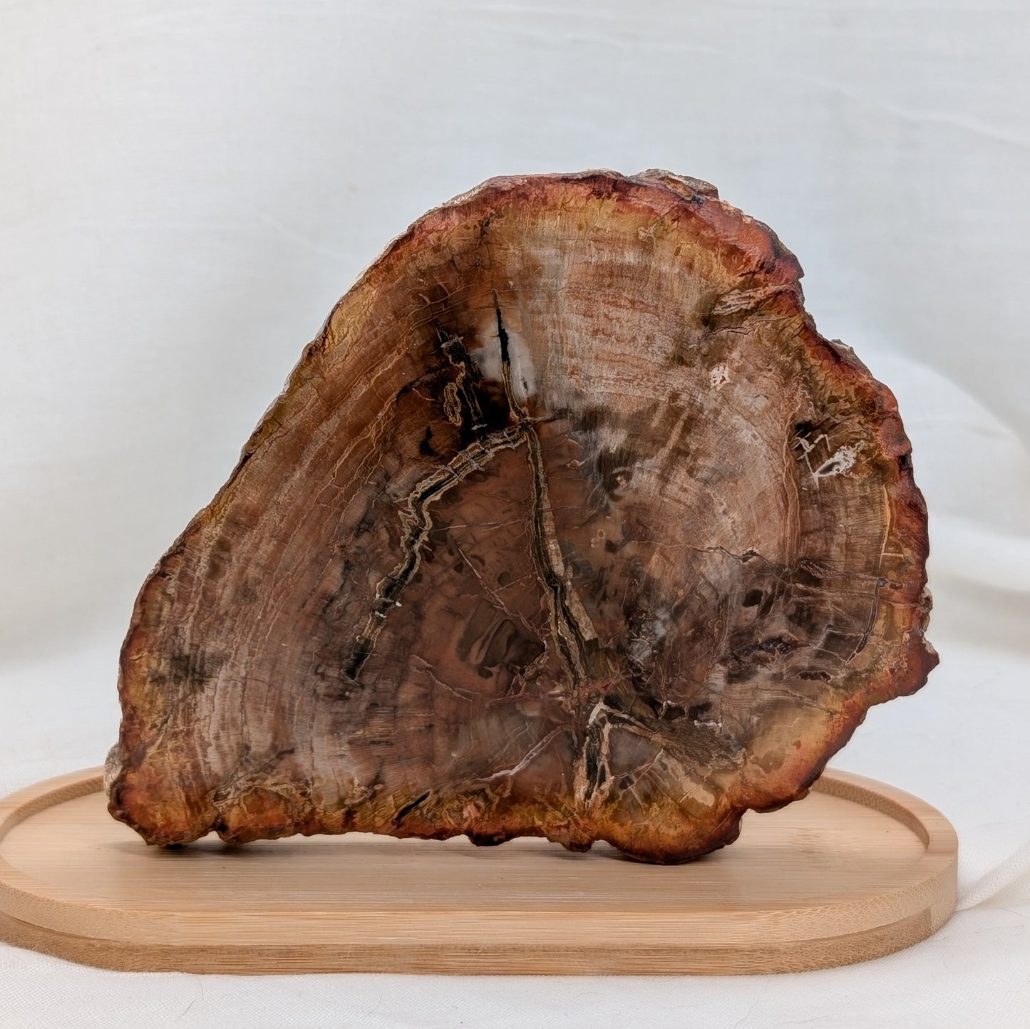 Versteinertes Holz Scheibe [VC]