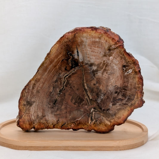 Versteinertes Holz Scheibe [VC]