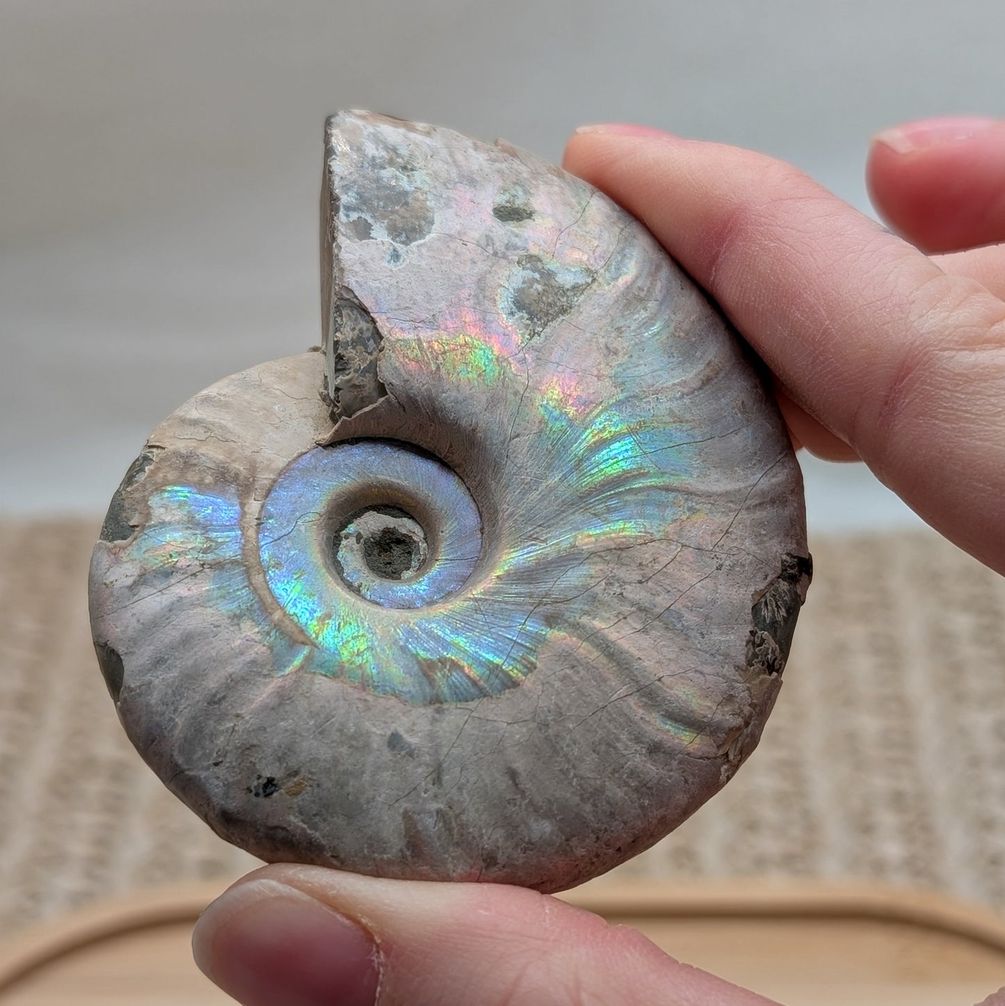 Ammonit opalisiert [D]