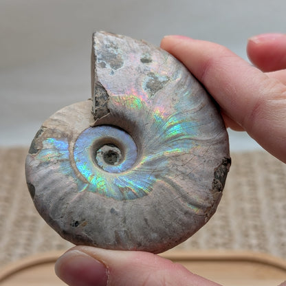 Ammonit opalisiert [D]