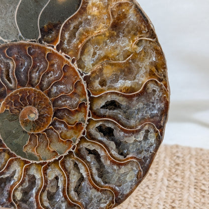 Großes Ammonit Paar / halbiert [A4]