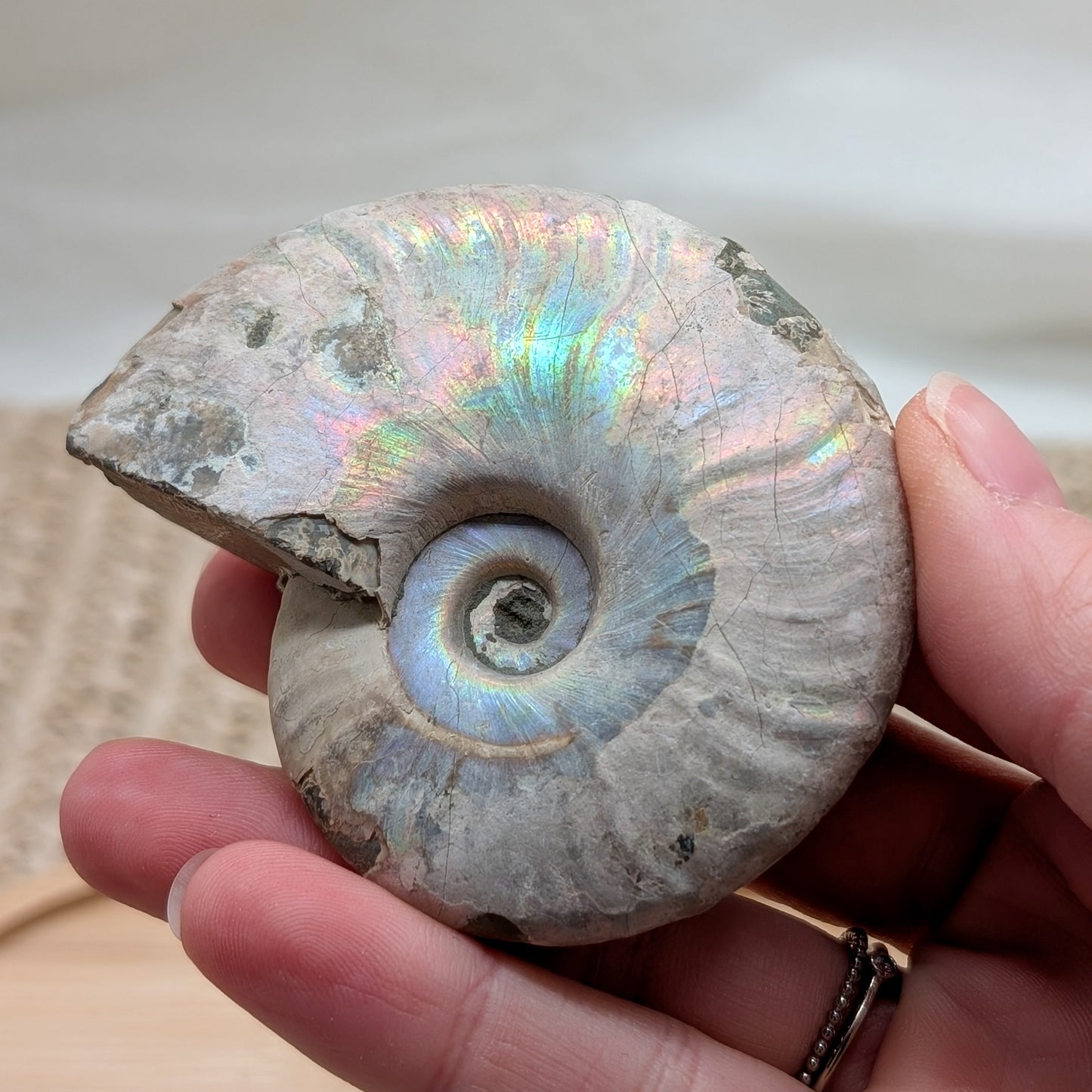 Ammonit opalisiert [D]