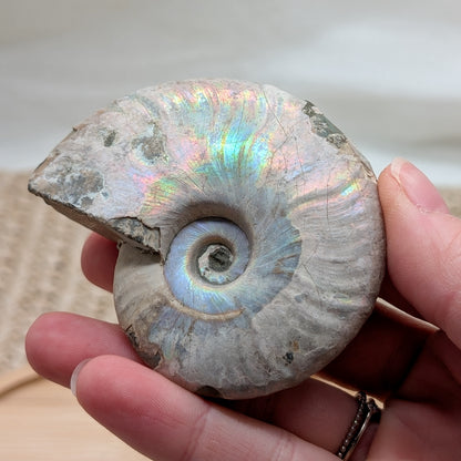 Ammonit opalisiert [D]