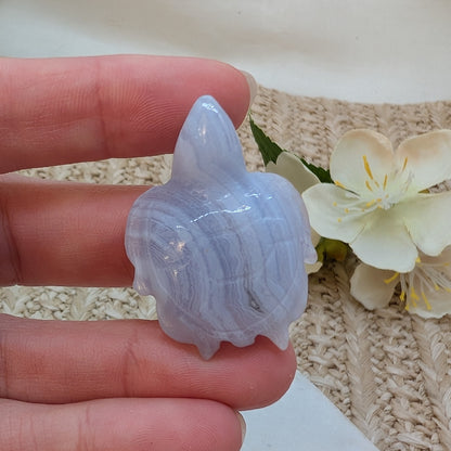 Blue Lace Achat Schildkröte