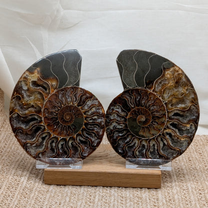 Großes Ammonit Paar / halbiert [A4]