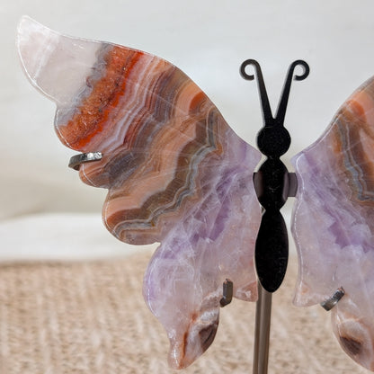 Crazy Lace Amethyst Schmetterling [TA]