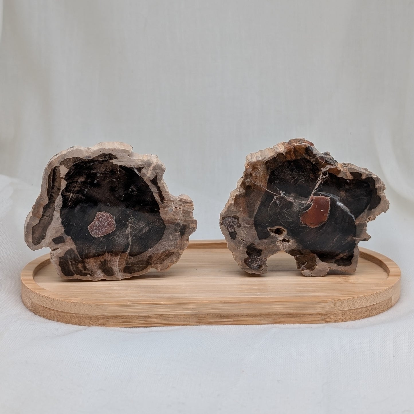 Versteinertes Holz Scheibe [A+B]