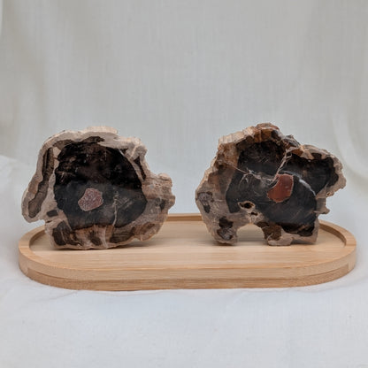 Versteinertes Holz Scheibe [A+B]