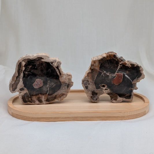 Versteinertes Holz Scheibe [A+B]