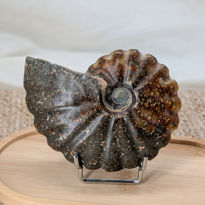 Ammonit geriffelt [CF]