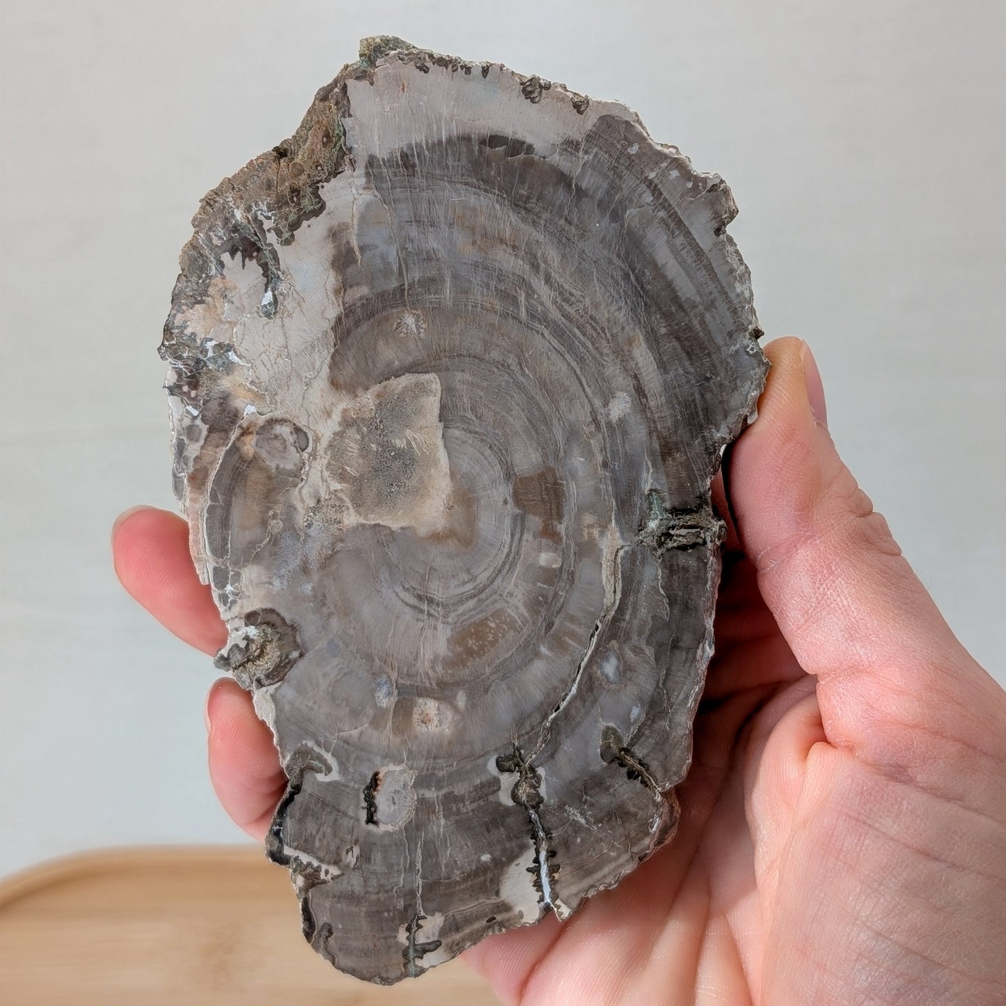 Versteinertes Holz Scheibe [B]