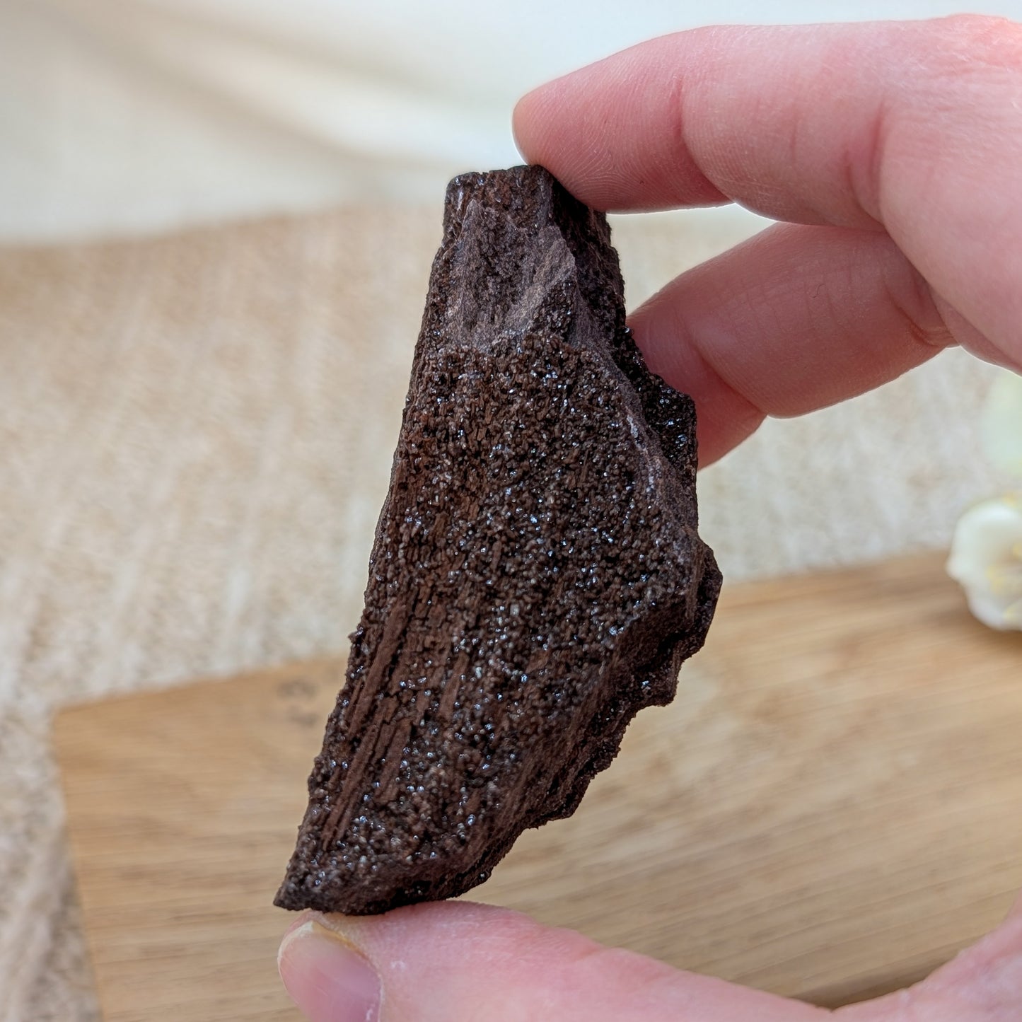 Feenholz / Permineralisiertes Holz [C]