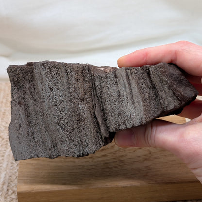 Feenholz / Permineralisiertes Holz [A]